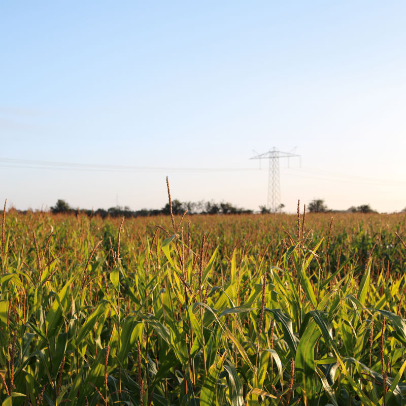 Kornmark i lyset fra en solopgang
